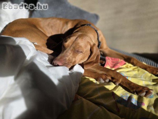 7hónapos vizsla kislány eladó