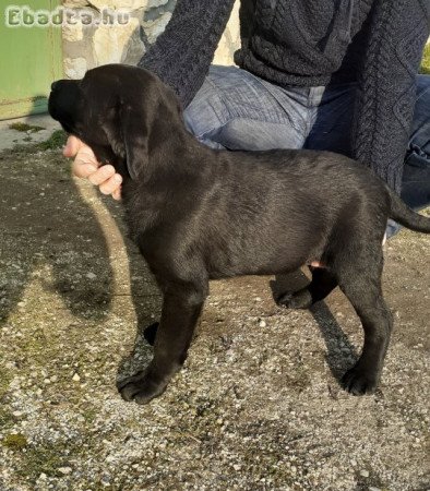 Labrador kiskutya eladó