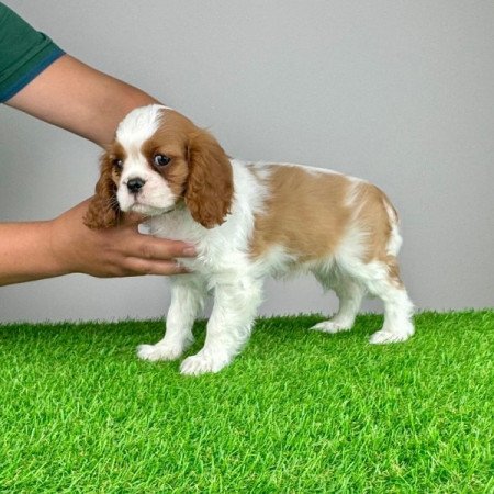 Cavalier King Charles Spániel