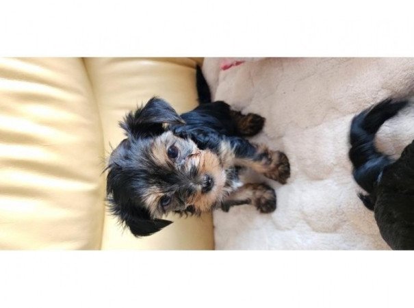 yorkshire terrier kisfiúk