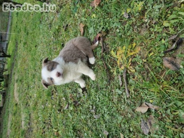 Border Collie kiskutyák