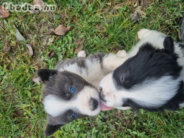 Border Collie kiskutyák