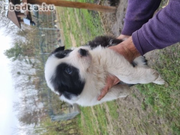 Border Collie kiskutyák