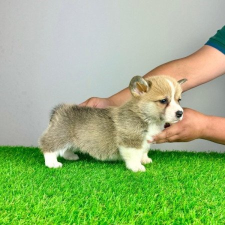 Pembroke Welsh Corgi