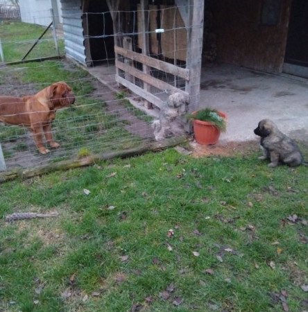 Kaukázusi juhászkutya