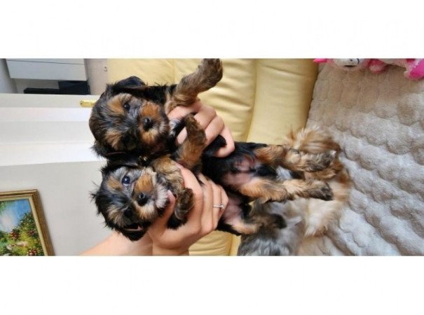 yorkshire terrier kisfiúk