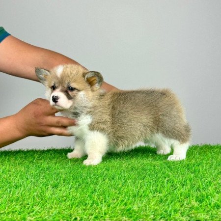 Pembroke Welsh Corgi