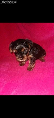 Yorki terrier bébik szerető othonba költöznének
