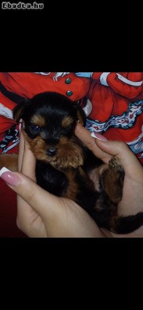 Yorki terrier bébik szerető othonba költöznének