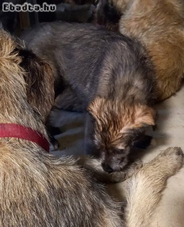 Ír farkas kiskutyák