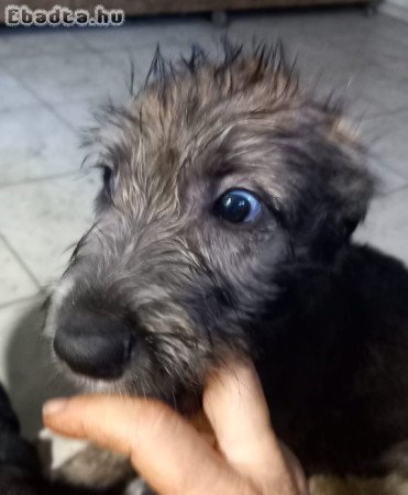 Ír farkas kiskutyák