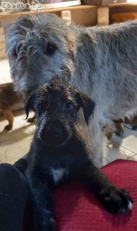 Ír farkas kiskutyák