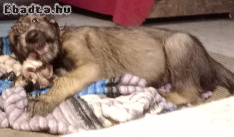 Ír farkas kiskutyák