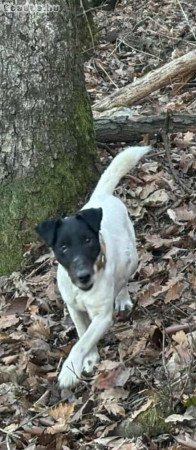 Tisztavérű foxterrier kan