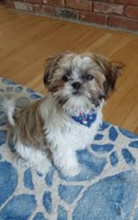 Shih tzu