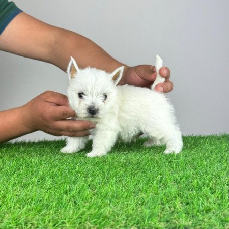 Westie