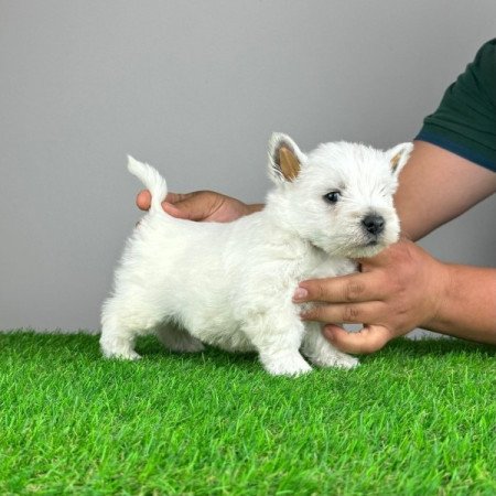 Westie