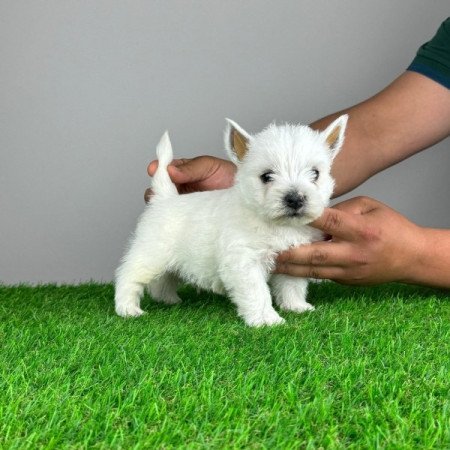 Westie