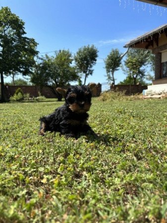 Yorkshire terrier