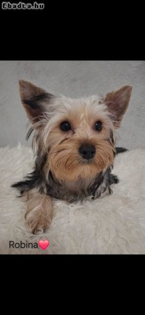 Colorful Yorkshire terrier