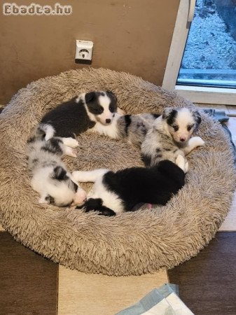 Border collie kiskutyák eladók!