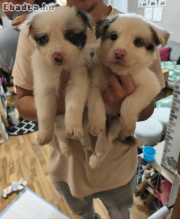 Border collie kiskutyák eladók!