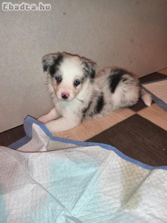 Border collie kiskutyák eladók!