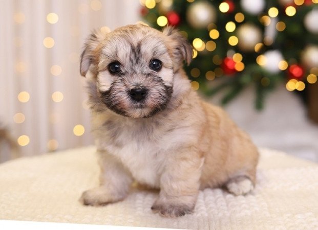 havanese