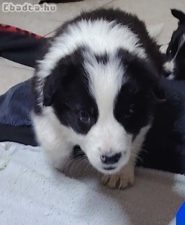 Border Collie \" Babáim\"