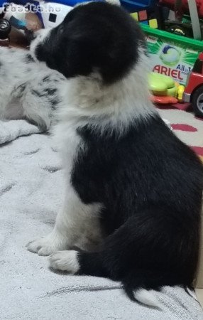 Border Collie \" Babáim\"