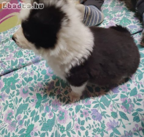 Border Collie \" Babáim\"