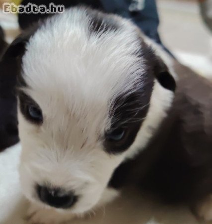 Border Collie \" Babáim\"