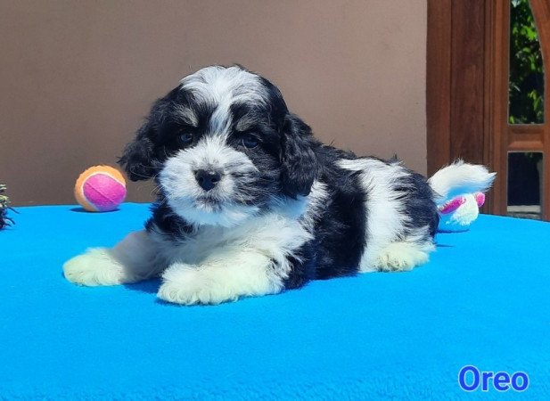 Bichon Havanese