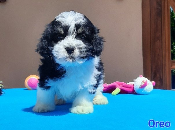 Bichon Havanese