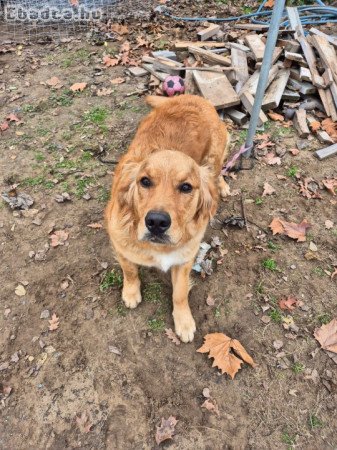 Eladó Golden Retriever lány kutyus