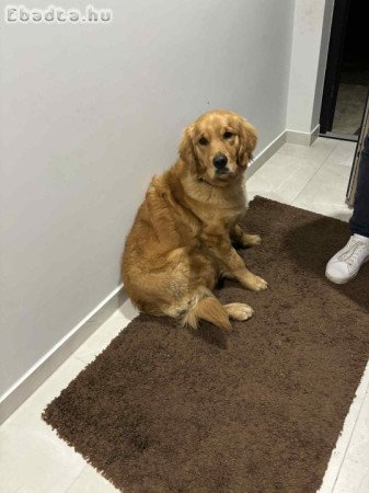 Eladó Golden Retriever lány kutyus
