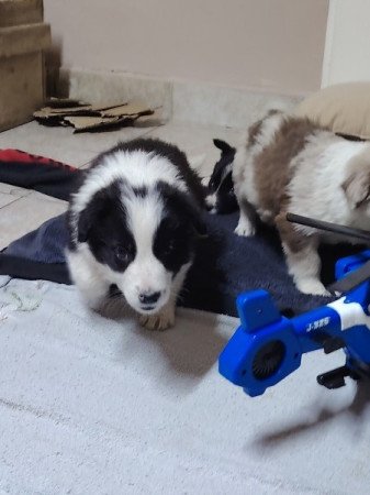 Border Collie