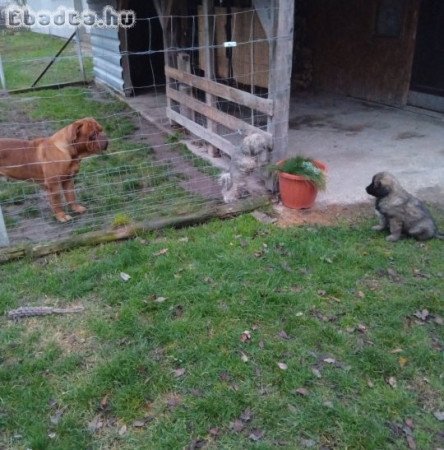 Kaukázusi juhászkutya kölykök