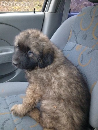 Kaukázusi juhászkutya kölykök