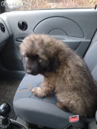 Kaukázusi juhászkutya kölykök