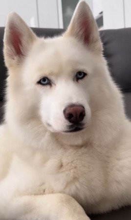 Husky