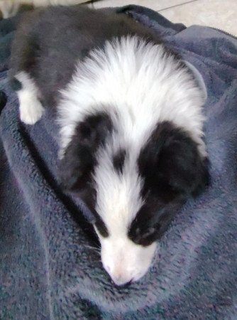 Border Collie