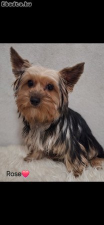 Colorful Yorkshire terrier