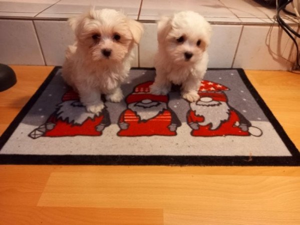 bichon havanese