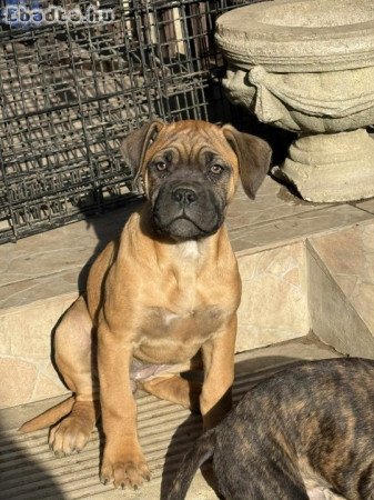 Cane corsó kiskutya