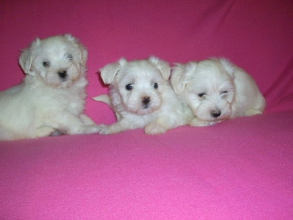 bichon havanese