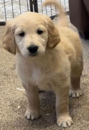 Golden Retriever puppies available