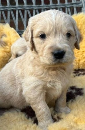 Golden Retriever puppies available