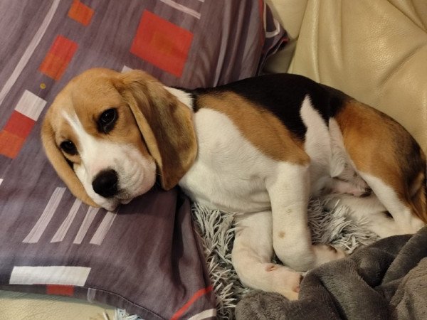 Beagle