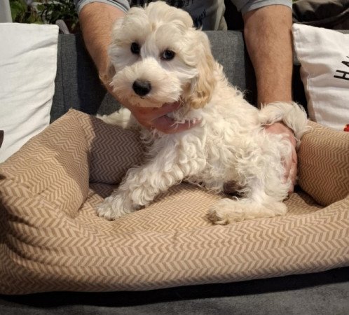 Maltipoo